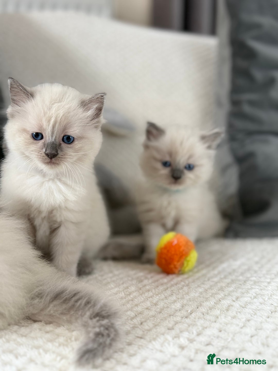 Ragdoll cats for sale: Stunning Bluepoint Ragdoll Kittens for sale - Image 28