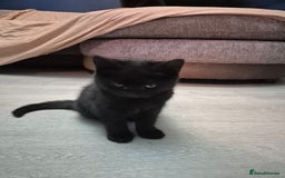 British Shorthair cats for sale: 5 british shorthair black noir - Image 15