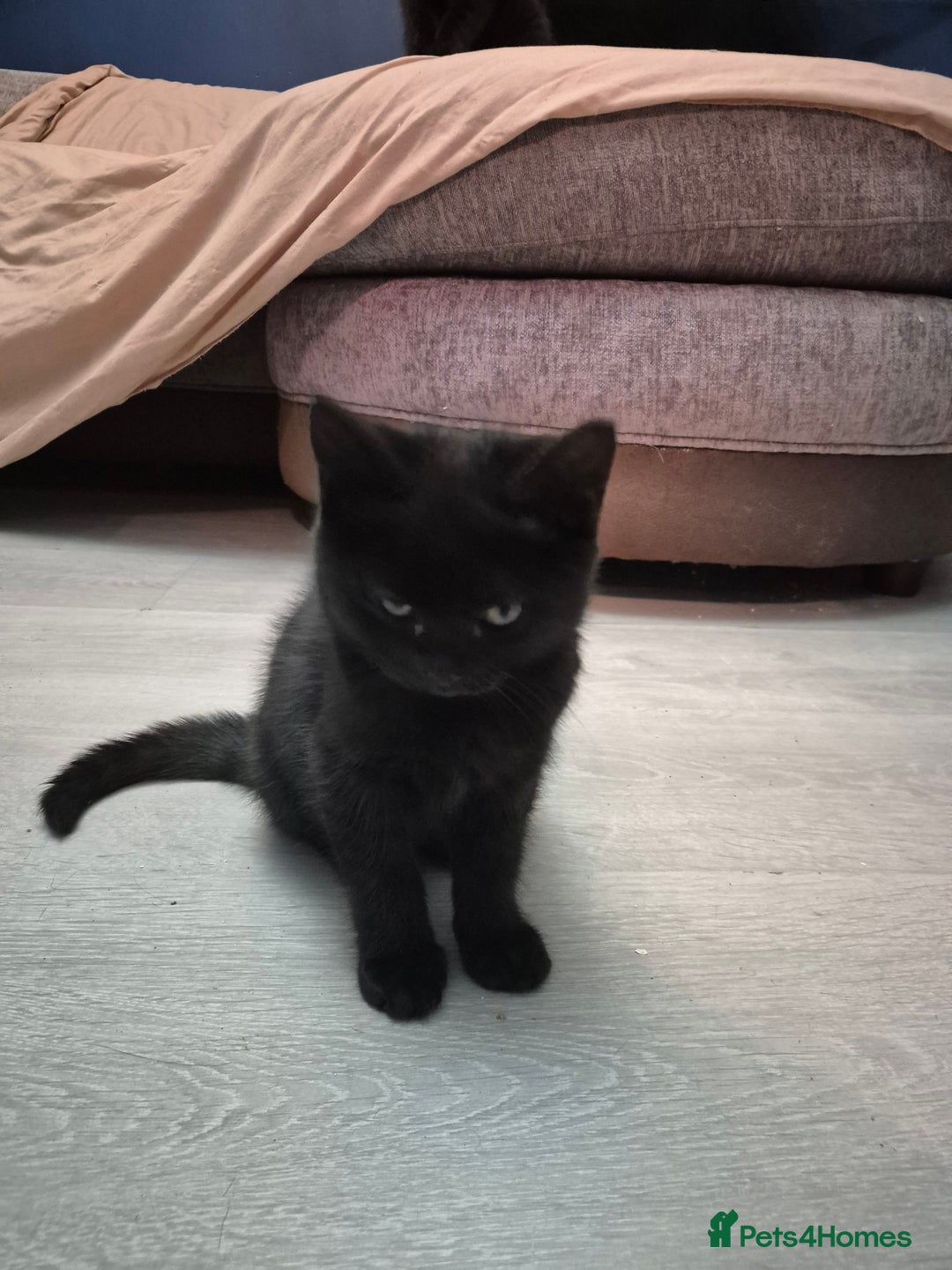 British Shorthair cats for sale: 5 british shorthair black noir - Image 15