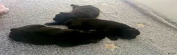 Staffordshire Bull Terrier dogs for sale: Kassius Staffordshire bull terrier pups for sale  in Middlesbrough - Advert 20