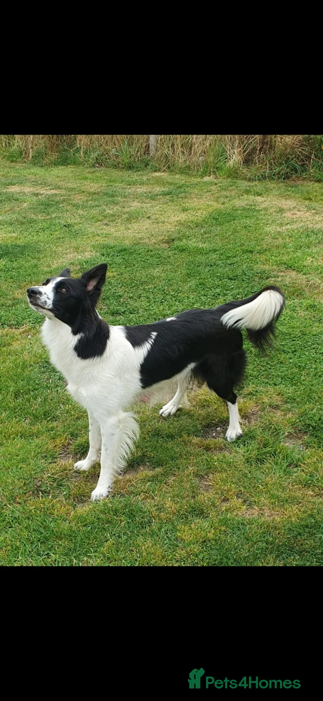 Mixed Breed dogs for sale: Border collie x German Shepherd  in Spennymoor - Advert 1