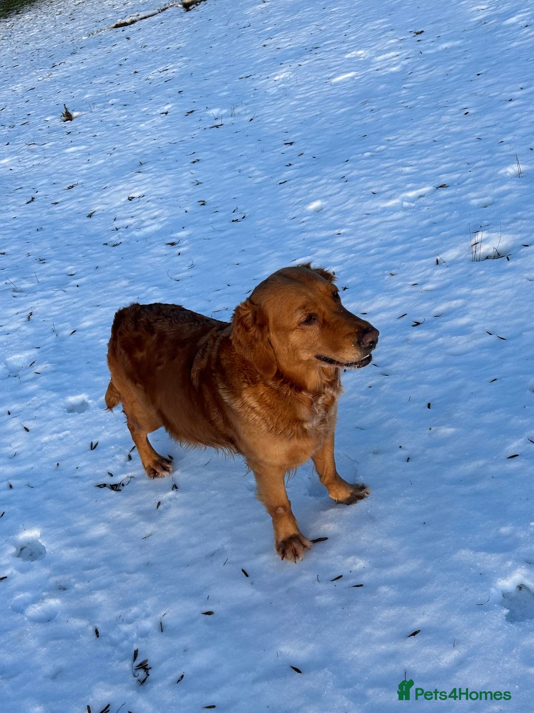 Golden Retriever dogs for sale: Beautiful Golden retriever puppies for sale  - Advert 2