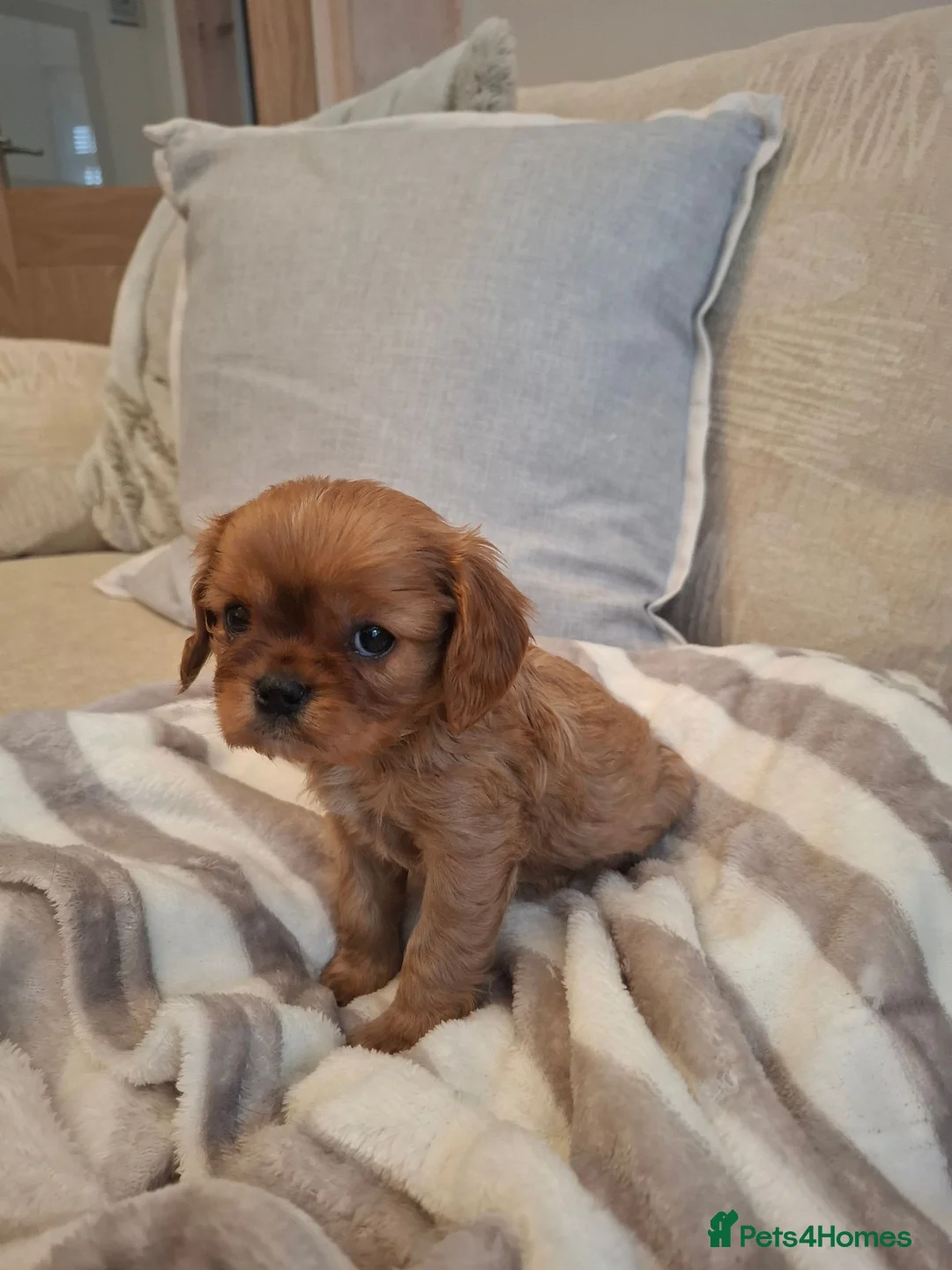 Cavalier King Charles Spaniel dogs for sale: Kc Reg health tested (❤️‍🩹nebl3/mmnv/n available) - Advert 2