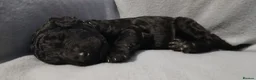 Standard Poodle dogs for sale: Beautiful standard poodle puppies - Advert 5