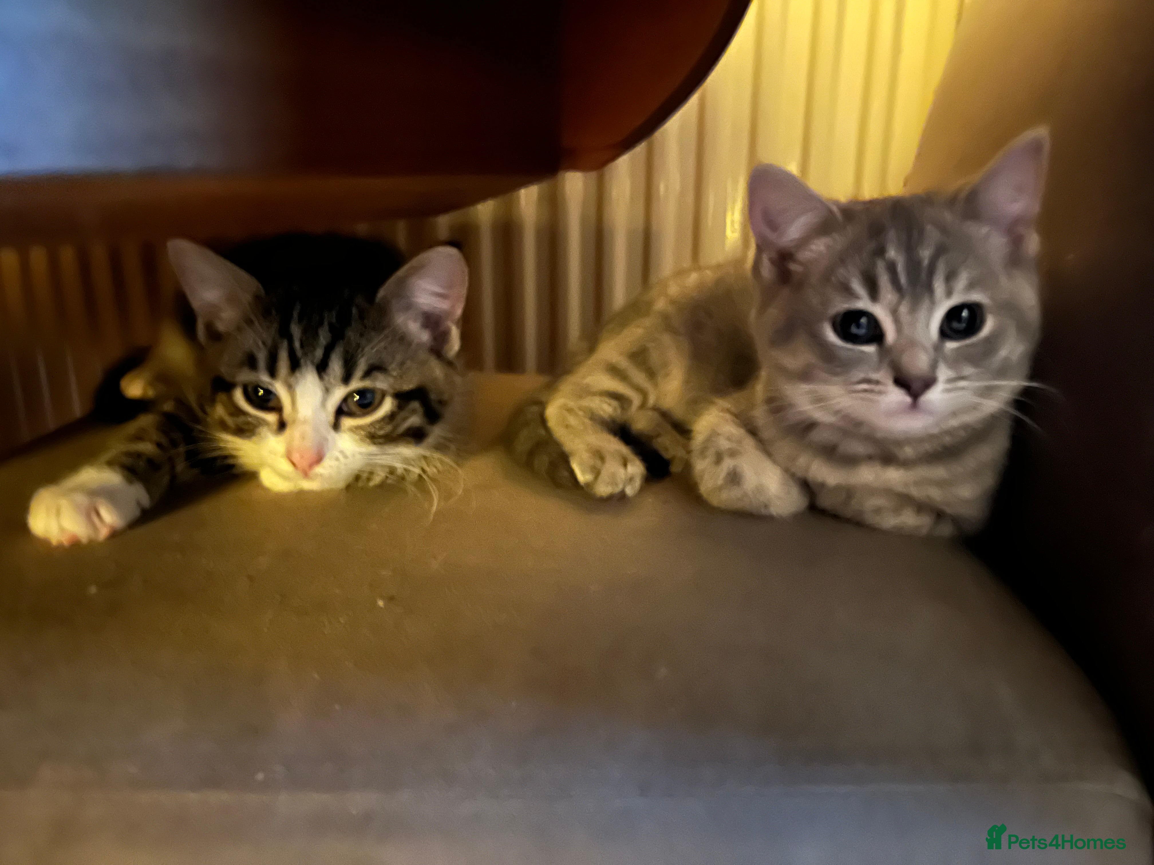 Ragdoll cats Ragdoll X tortoise shell - Advert 1