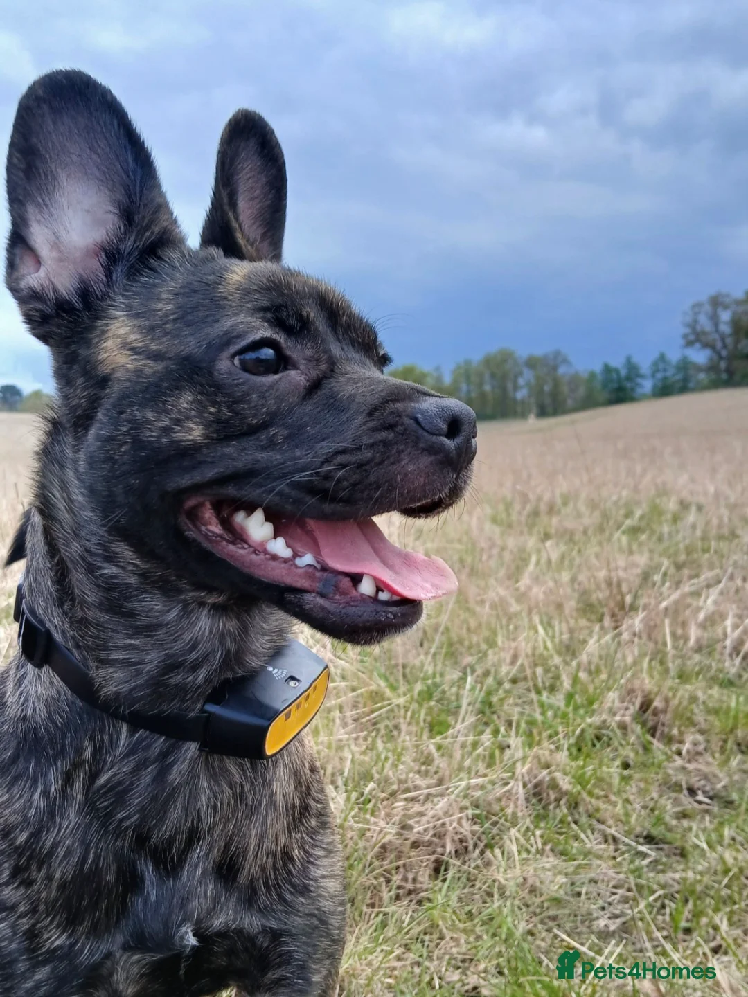 Mixed Breed dogs for sale: Cutie Frenchie Russel - Advert 1