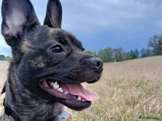 Mixed Breed dogs Cutie Frenchie Russel - Advert 1