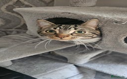 Mixed Breed cats for sale: Beautiful male cat - Image 1
