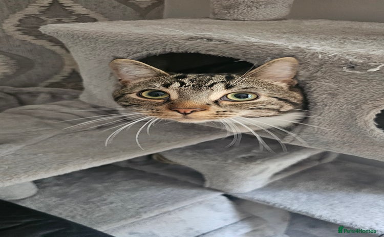 Mixed Breed cats - Advert 4