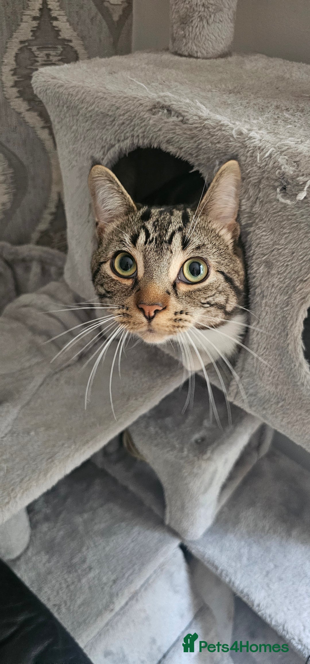 Mixed Breed cats for sale: Beautiful male cat - Image 1