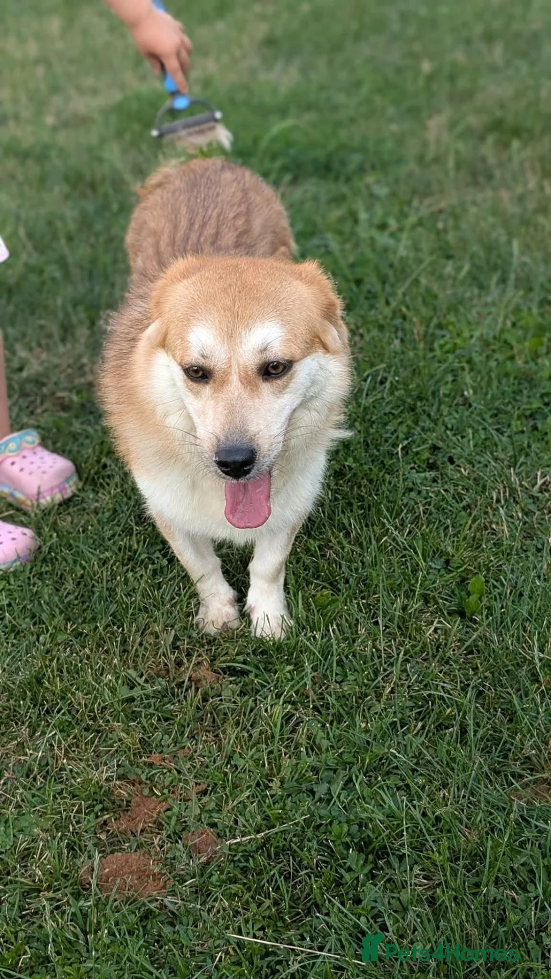 Mixed Breed dogs for adoption: Malika for adoption!  in Bedford - Advert 6