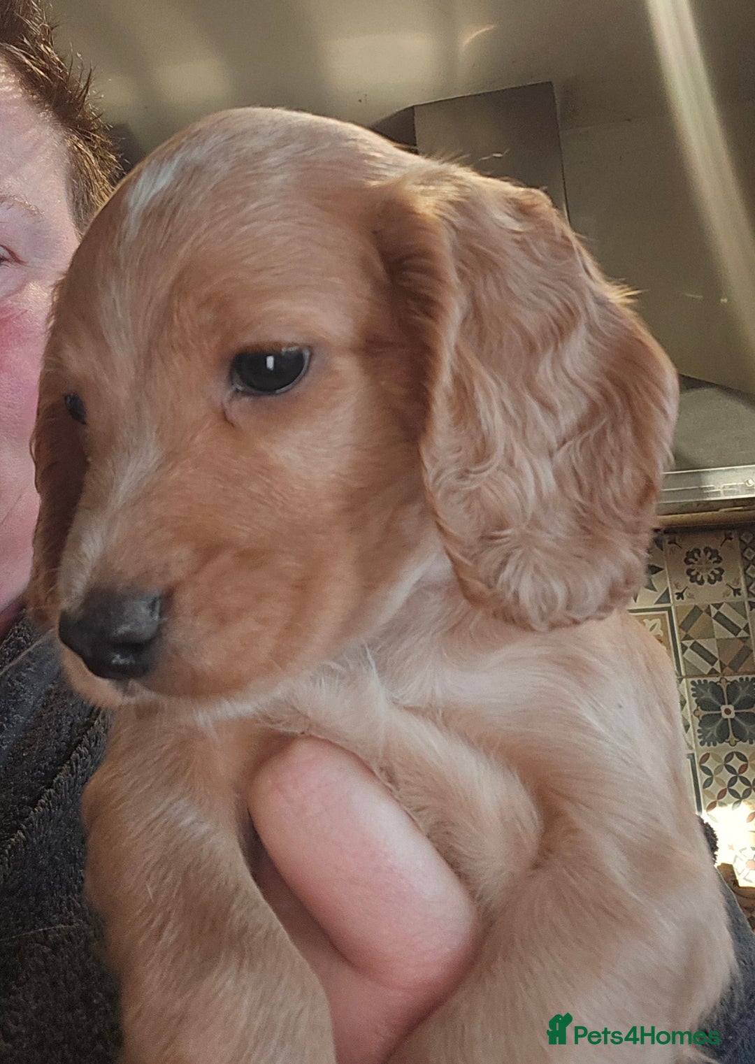 Cocker Spaniel dogs for sale: KC REGISTERED COCKER SPANIEL WORKING LINE PUPS  - Image 2