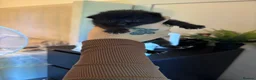 Mixed Breed cats for sale: Black female kitten in Sidmouth - Advert 4