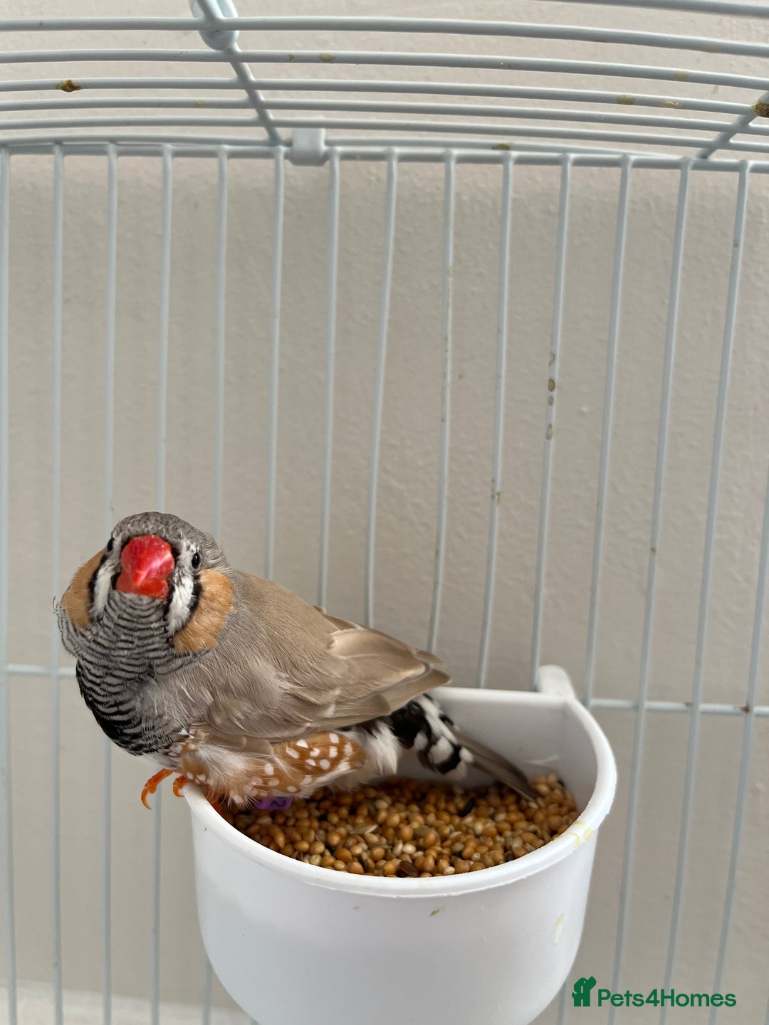 Finches birds for sale: Beautiful zebra finches for sale  - Image 5