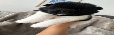 Seba