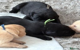 Labrador Retriever dogs for sale: Labrador pups - Image 10