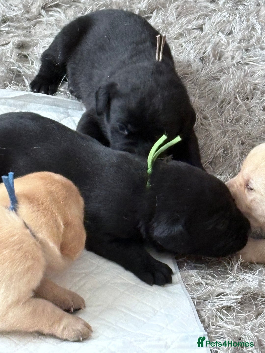 Labrador Retriever dogs for sale: Labrador pups - Image 10