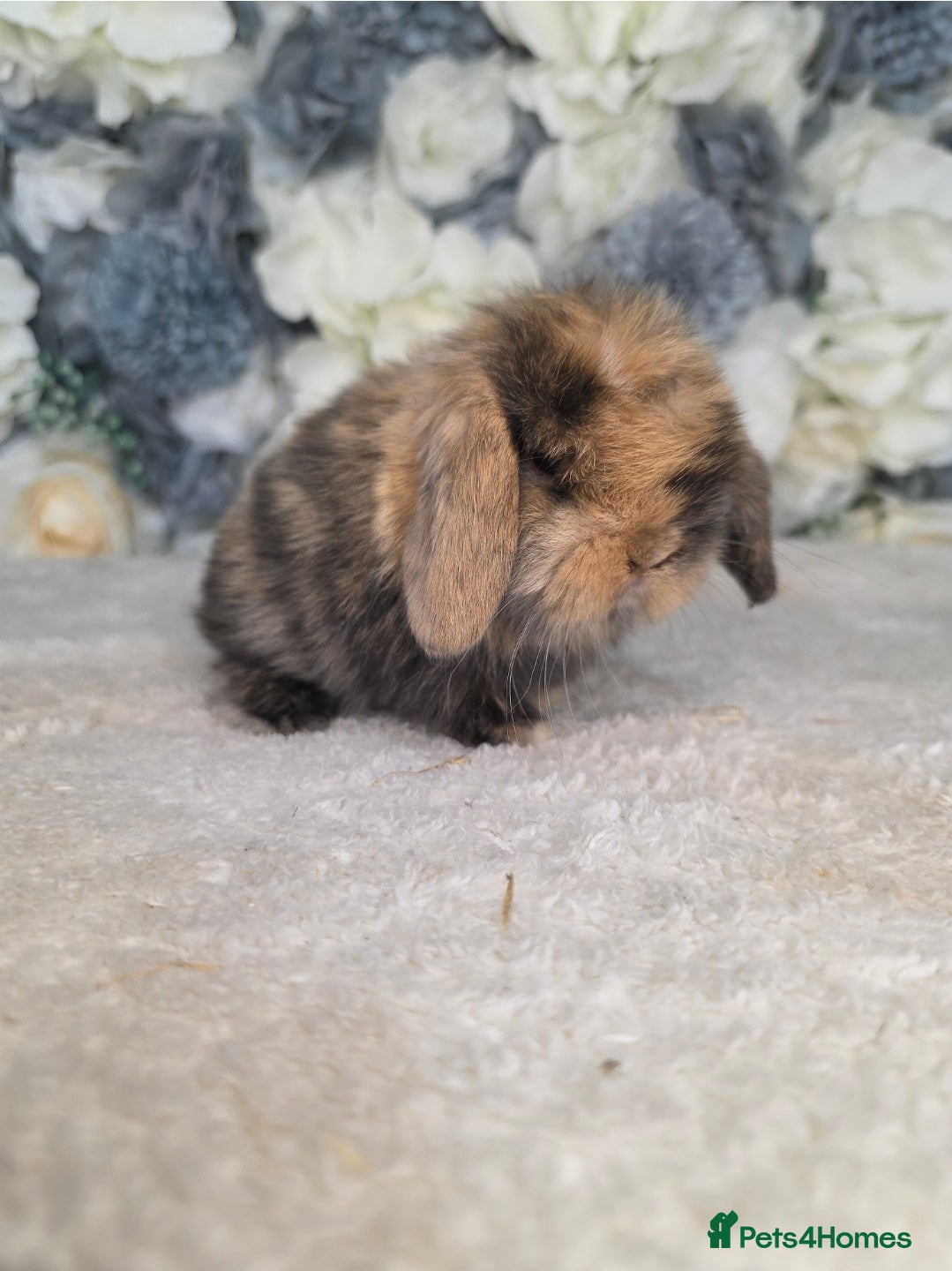 Mini Lop rabbits 🐰 Stunning Mini Lop Babies Ready from 29th June - Advert 2