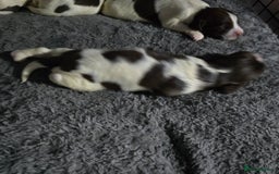 English Springer Spaniel dogs for sale: Stunning Pedigree Registered Pups - Image 21