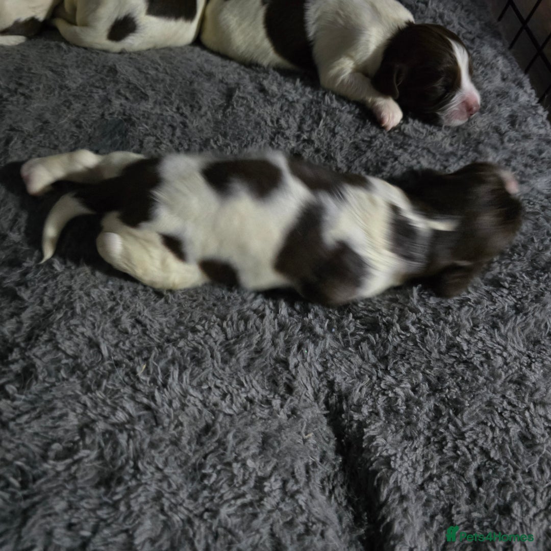 English Springer Spaniel dogs for sale: Stunning Pedigree Registered Pups - Image 21