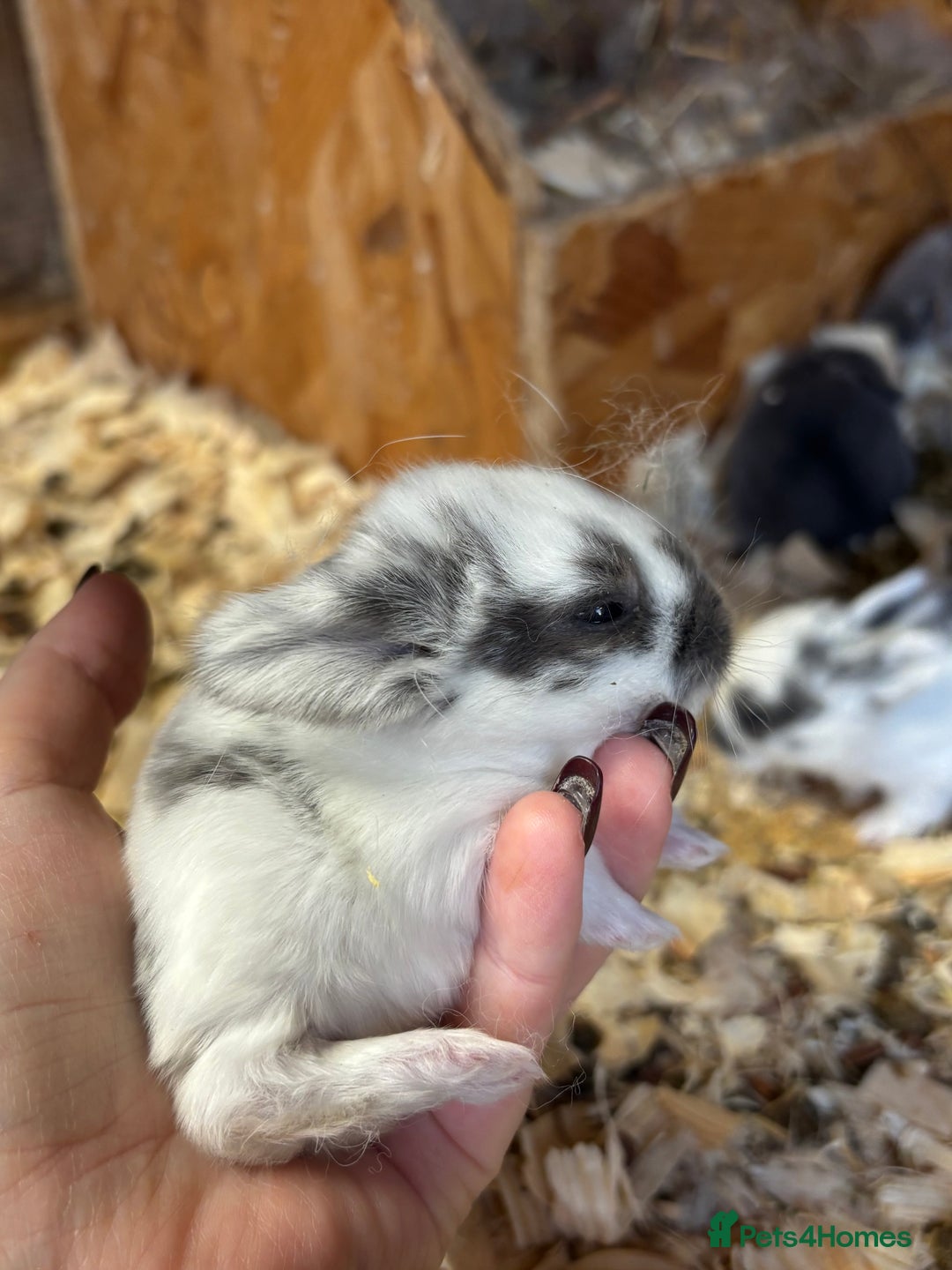 Mini Lop rabbits for sale: White & Grey Mini Lops - Advert 13