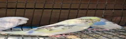 Budgerigars birds for sale: Adorable budgies for sale  - Advert 3
