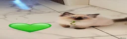 Ragdoll cats for sale: 🩷💕💝Stunning GCCF Registered Ragdoll Kittens😻😻 - Advert 14
