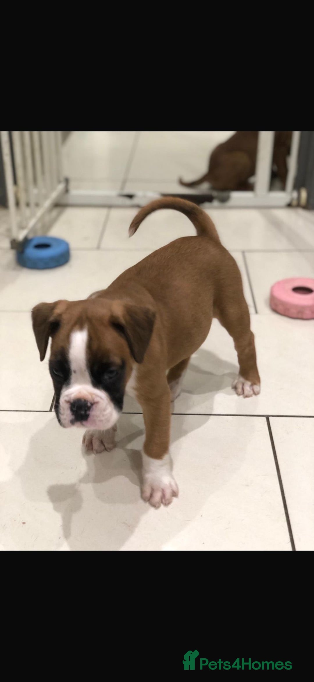 Boxer dogs for sale: Boxer pups  - Advert 1
