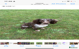 Cockapoo dogs for sale: Cockapoo puppies  - Image 5