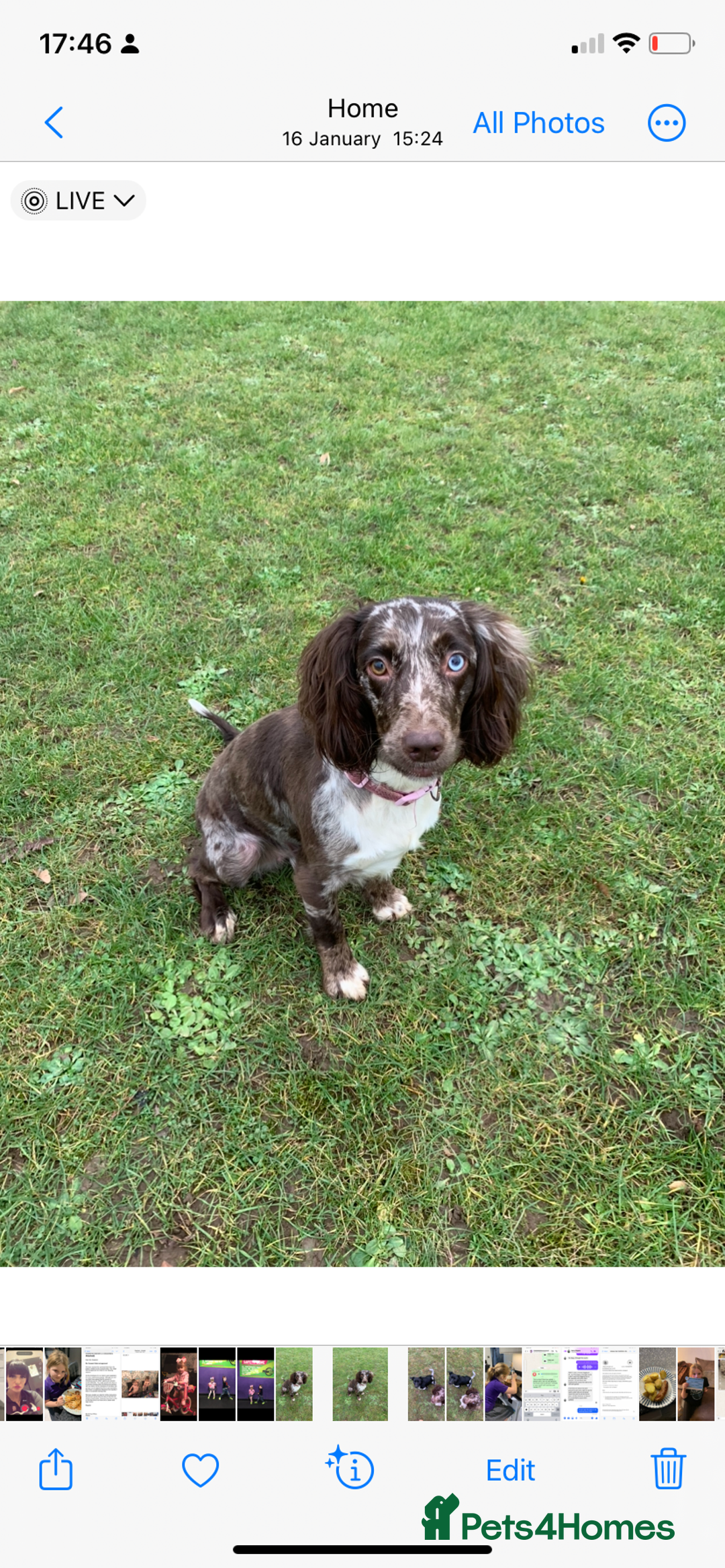 Cockapoo dogs for sale: Cockapoo puppies  - Image 5