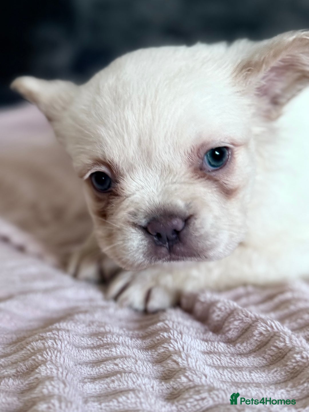 French Bulldog dogs for sale: FLUFFY FRENCH BULLDOGS  - Image 20