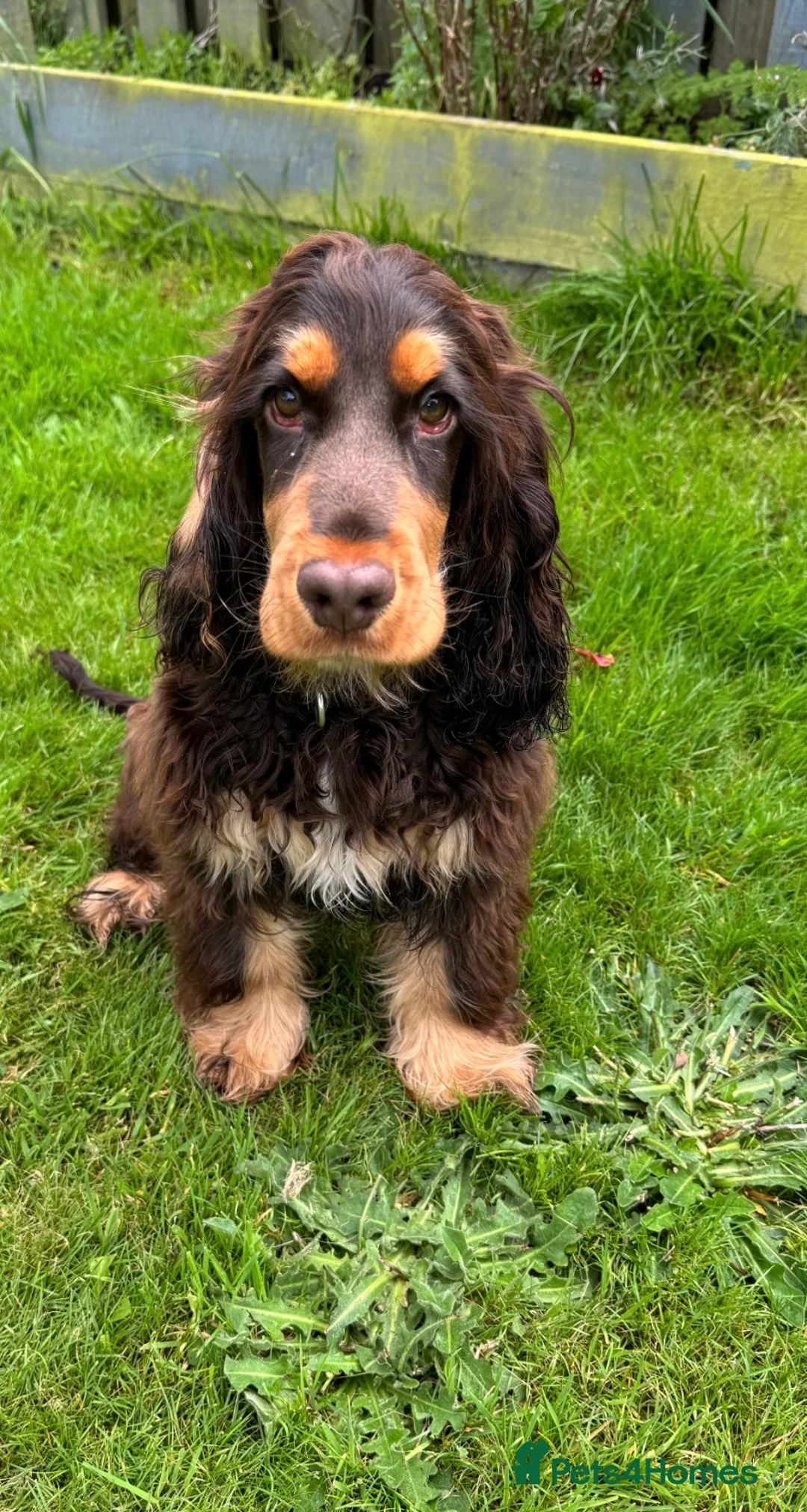 Cocker Spaniel dogs for stud: Cocker spaniel for stud in Llangefni - Advert 1