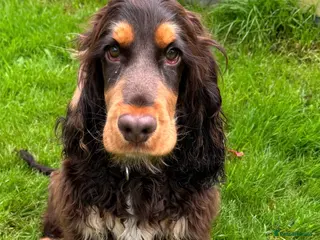 Cocker Spaniel dogs Cocker spaniel for stud - Advert 1