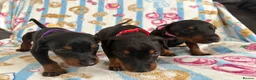 Dobermann dogs for sale: Kc reg Health tested parents Black and Tan girls  - Advert 4