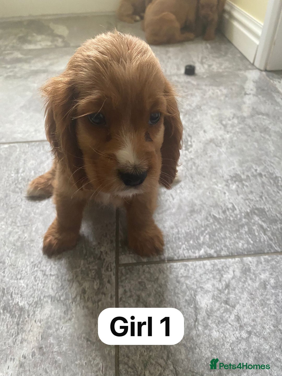 Cocker Spaniel dogs for sale: OUT STANDING GOLDEN SHOW TYPE COCKER SPANIEL  - Image 11