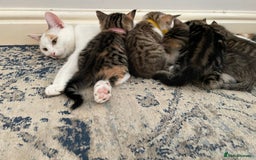 European cats for sale: Beautiful Tabby kittens  - Image 16