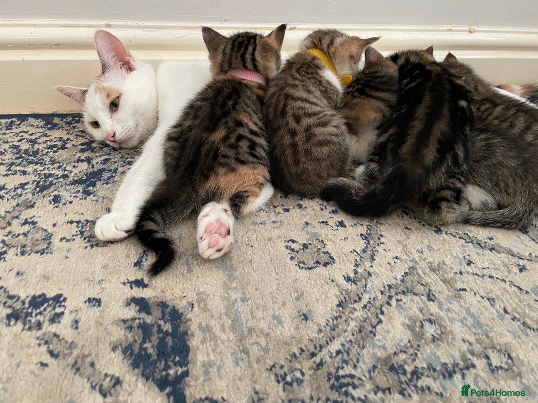 European cats for sale: Beautiful Tabby kittens  - Image 16
