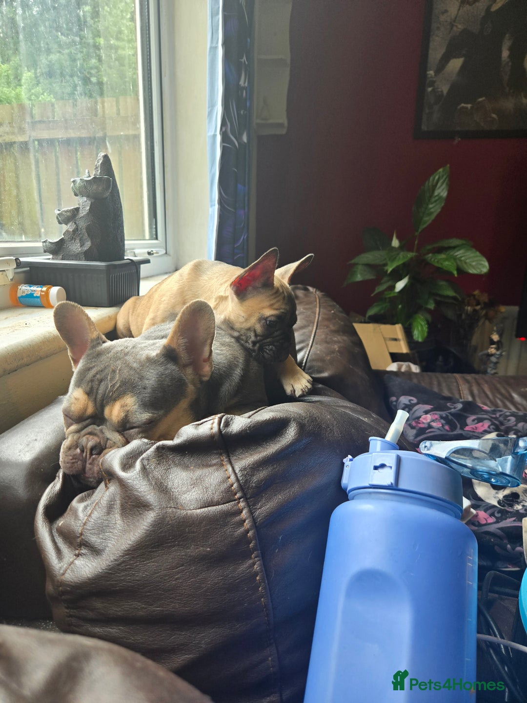 French Bulldog dogs for sale: Rare Sable Frenchie–Raised Right & Ready Now! 🍼🐾 in Preston - Image 26
