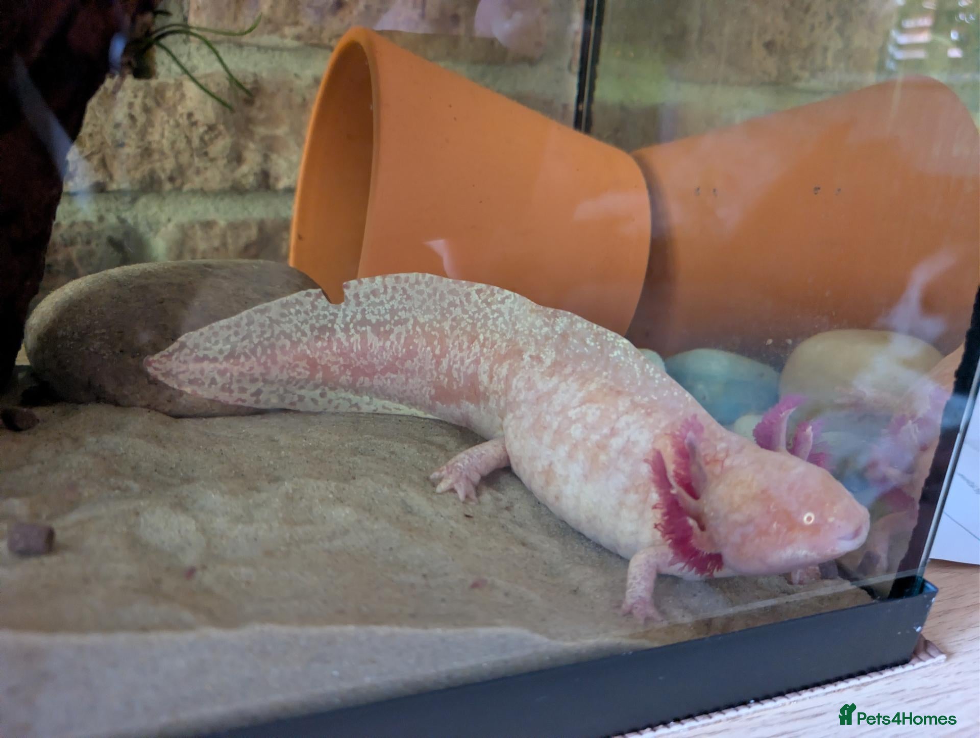 Other/Mixed Breed fish Adult Axolotyl  - Advert 15