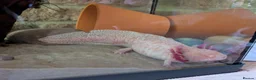 Other/Mixed Breed fish for sale: Adult Axolotyl  in Sheffield - Advert 1