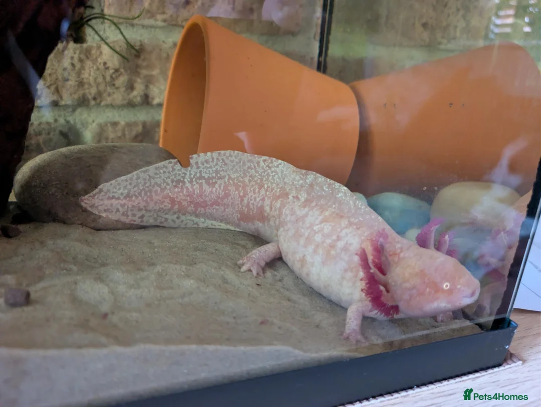 Other/Mixed Breed fish for sale: Adult Axolotyl  in Sheffield - Advert 1