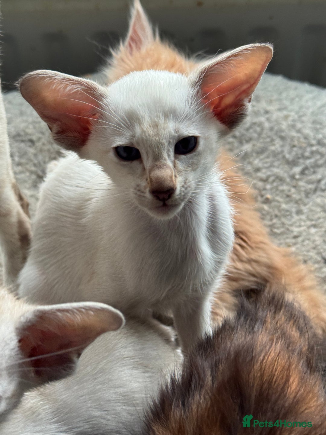 Siamese cats for sale: Beautiful Pedigree Siamese kitten GCCF Registered  - Advert 3