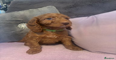 Cockapoo dogs Amazing fox red cockerpoo puppies 1 boy left - Advert 3