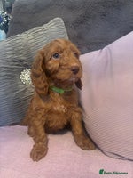Cockapoo dogs Amazing fox red cockerpoo puppies 1 boy left - Advert 7