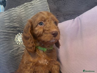 Cockapoo dogs - Advert 13