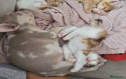 French Bulldog dogs for sale: French Bulldog Puppies - Image 10