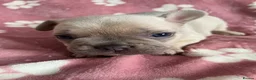French Bulldog dogs for sale: 2 male French bulldog puppies - Advert 6