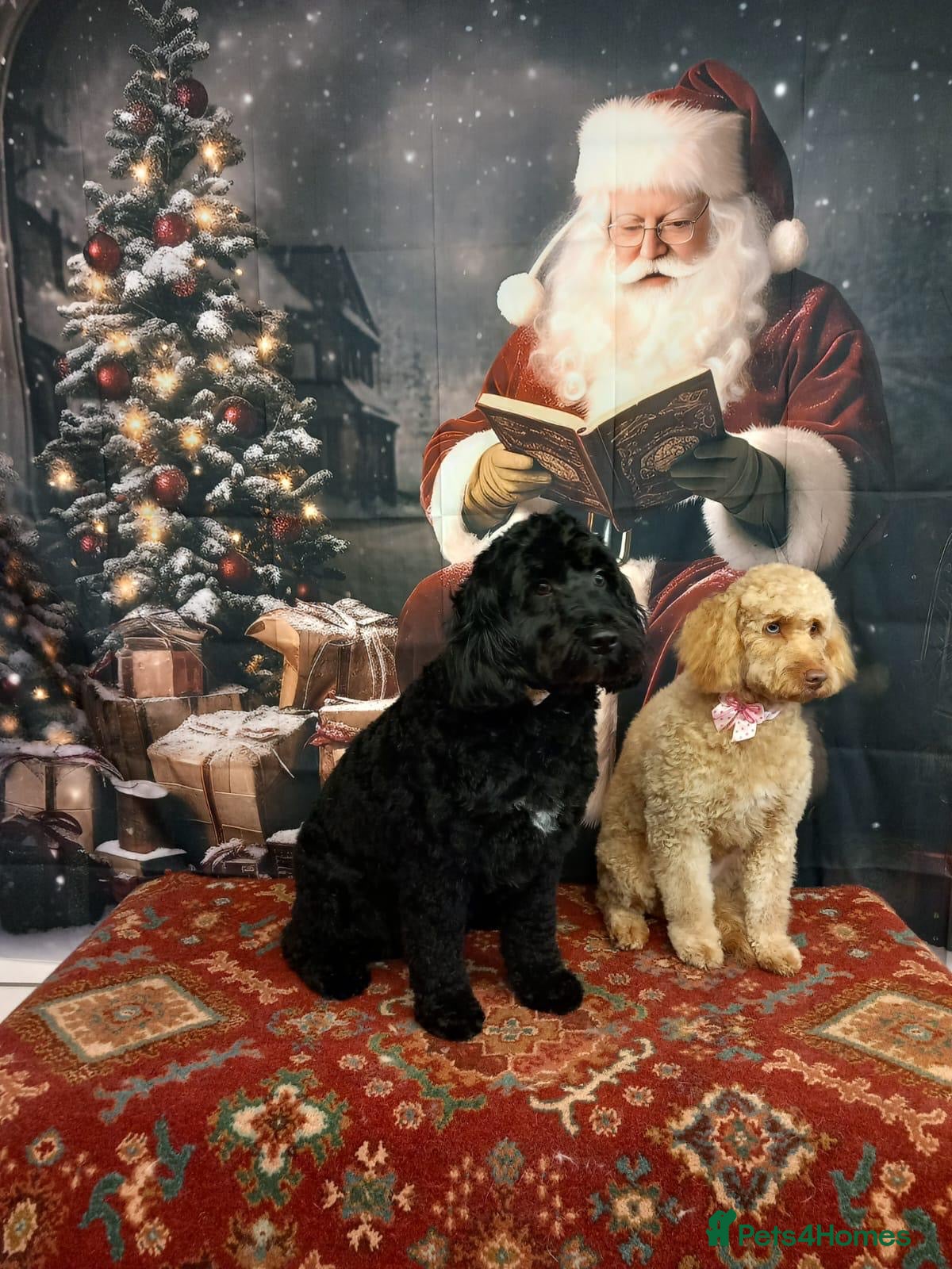 Cockapoo dogs Beautiful merle Cockapoo puppies  - Advert 6