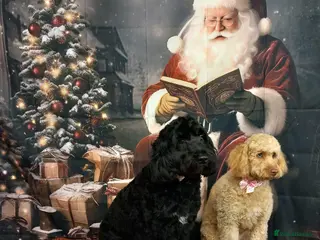 Cockapoo dogs Beautiful merle Cockapoo puppies - Advert 6