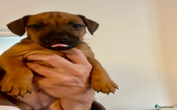 Patterdale Terrier dogs for sale: Patterdale pups  - Image 4